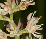 Coastal false asphodel